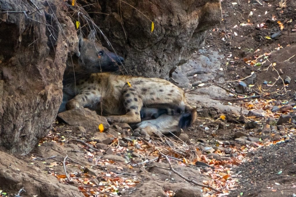 克鲁格国家公园打盹的鬣狗