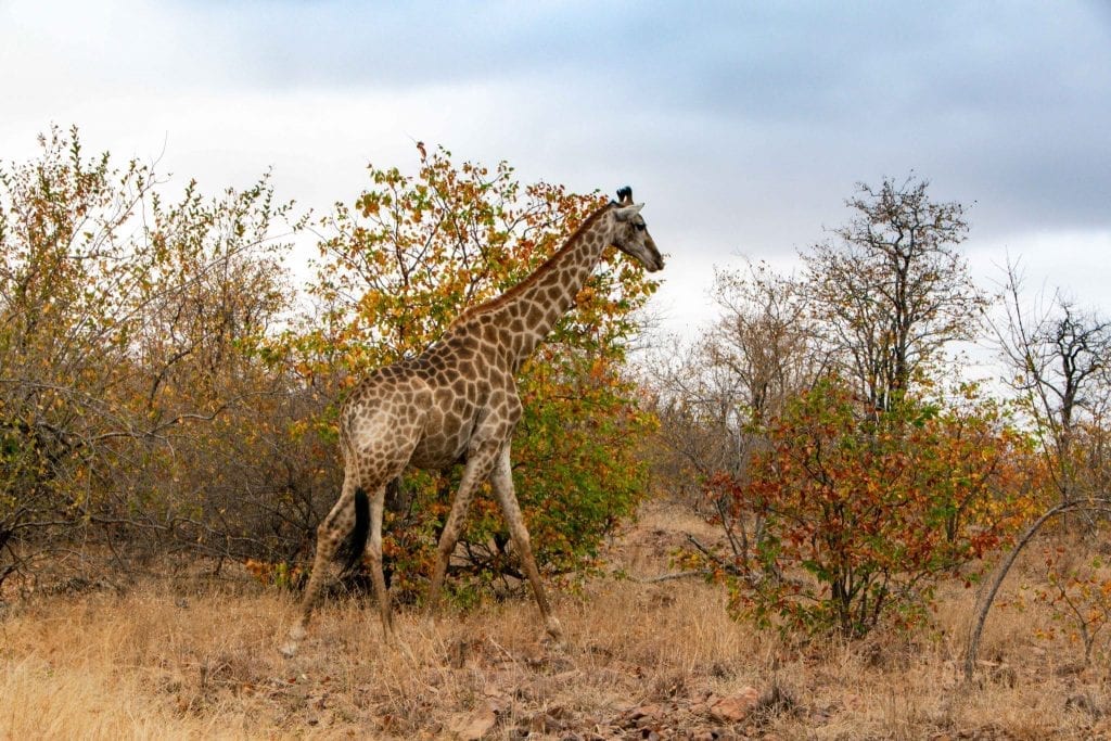 南非2周行程:克鲁格国家公园的小长颈鹿