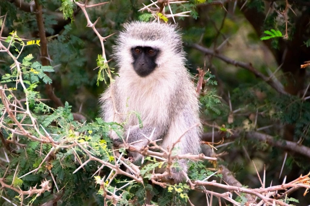 南非装箱单:猴子在克鲁格NP