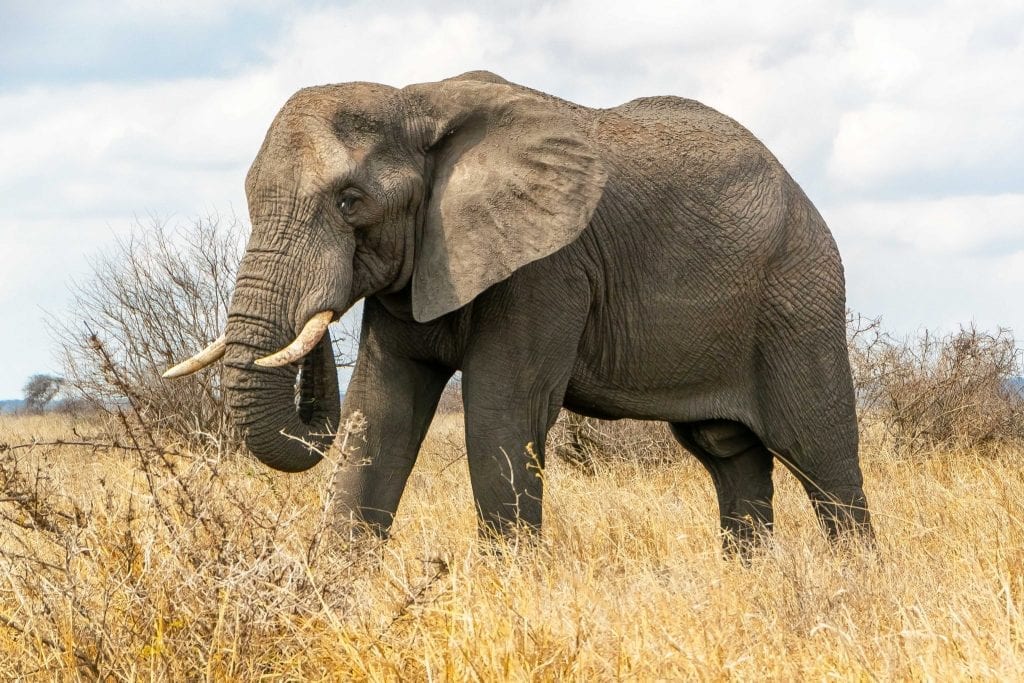 南非2周行程:克鲁格国家公园大象