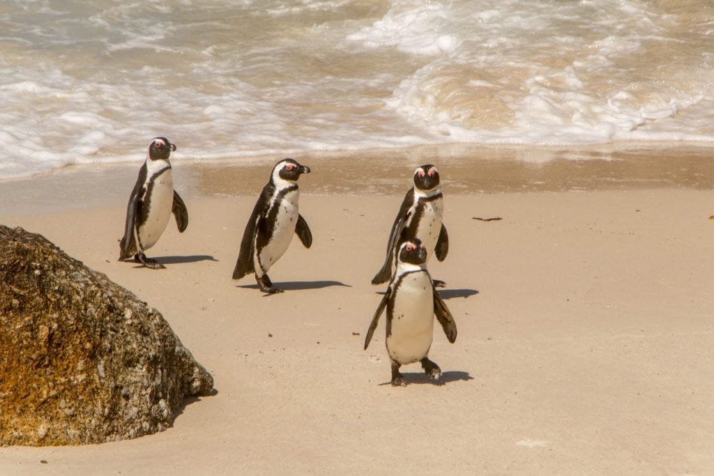 在南非的巨石海滩，四只企鹅从水中走出来