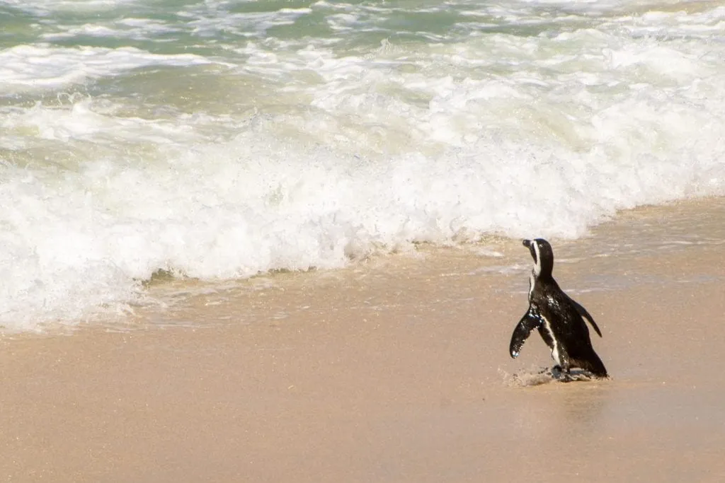 开普敦3日行程:巨石海滩企鹅