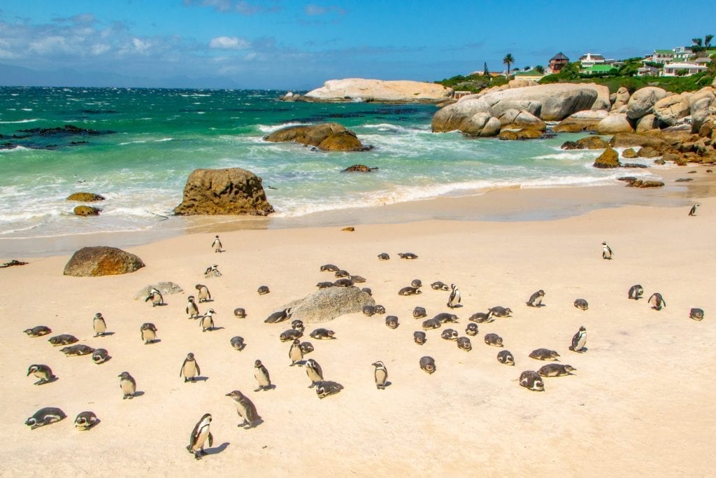 南非两周旅游路线:巨石海滩上的企鹅