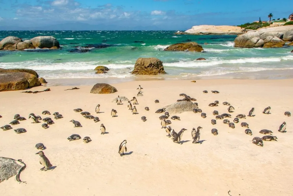 开普敦三日游行程:巨石海滩的企鹅