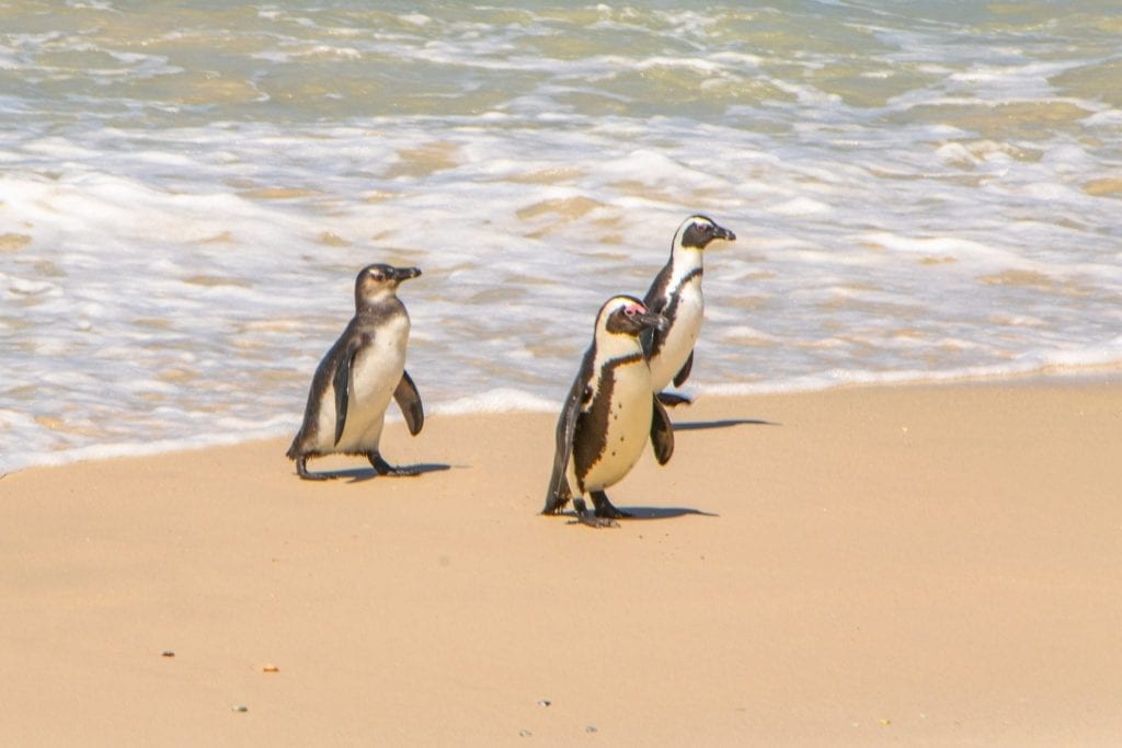 3只企鹅从南非卵石海滩的水里走出来