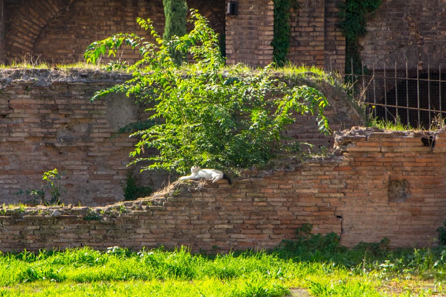 4日罗马行程:罗马的废墟