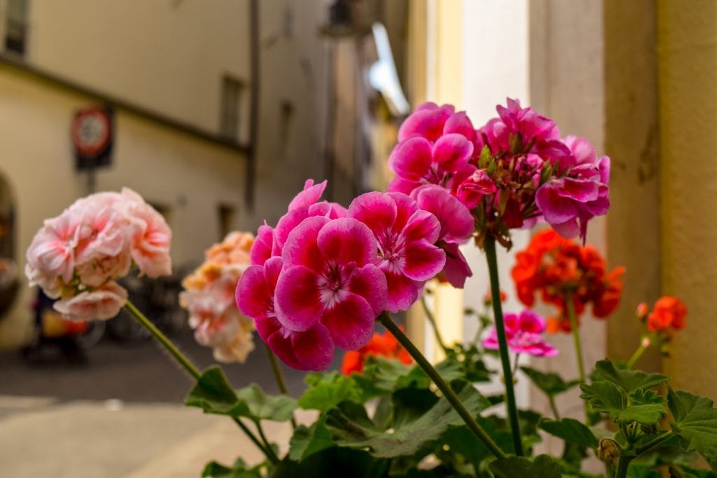 在博尔扎诺最好的事情:花