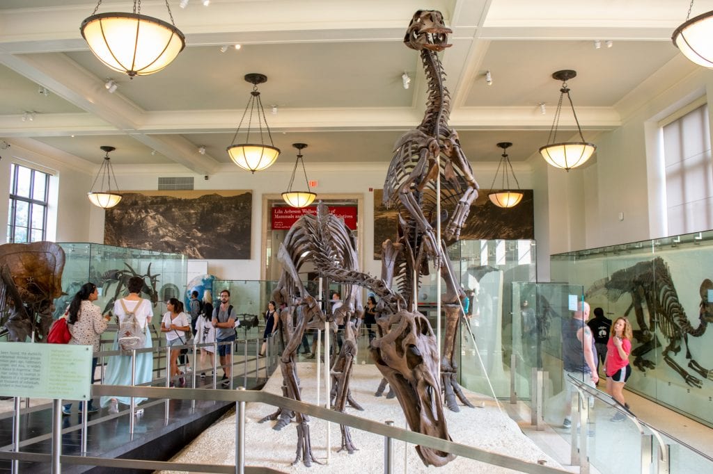 在美国自然历史博物馆展出的恐龙骨架，是纽约市行程中的一站