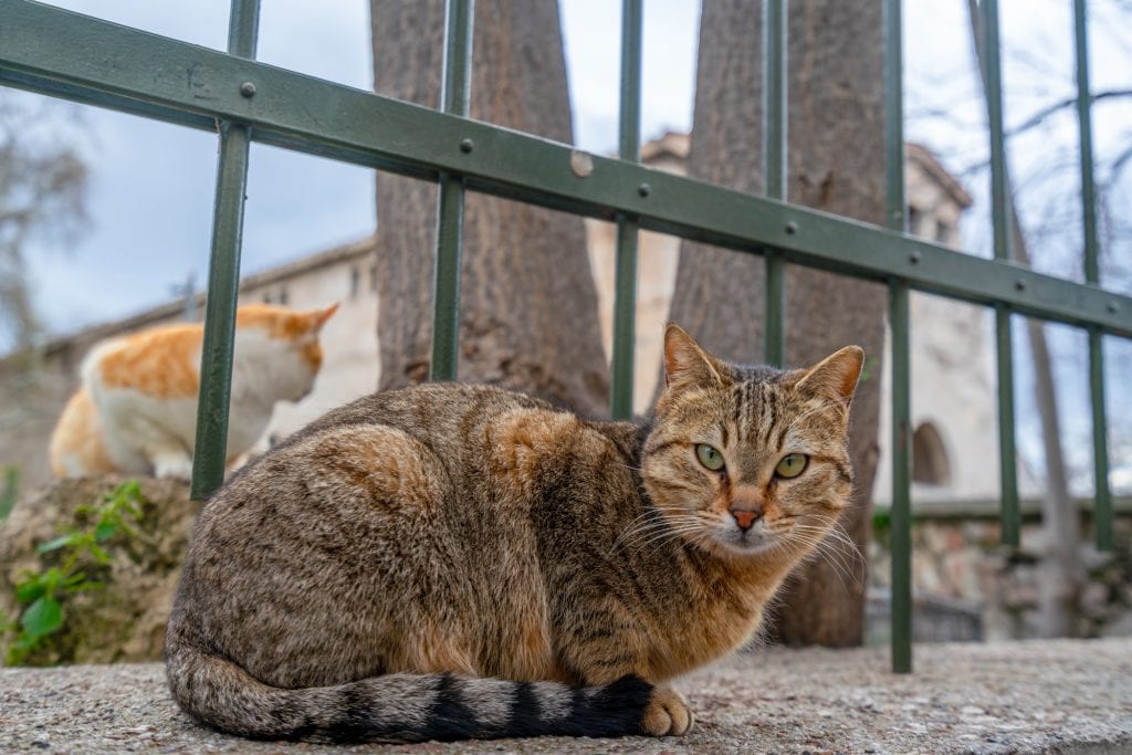 雅典猫近景，雅典2日行程