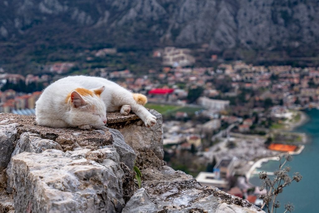 猫在城堡上睡觉，在科托黑山做什么