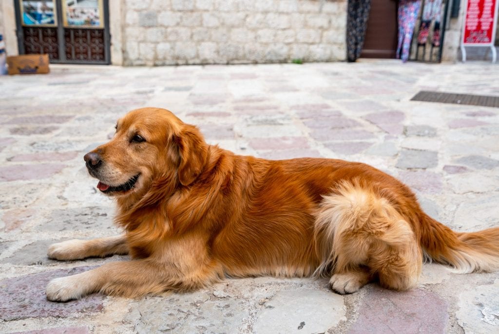 科托尔的金毛猎犬，黑山科托尔有趣的事情