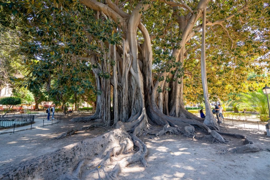 西西里岛巴勒莫Giardino Garibaldi的大树