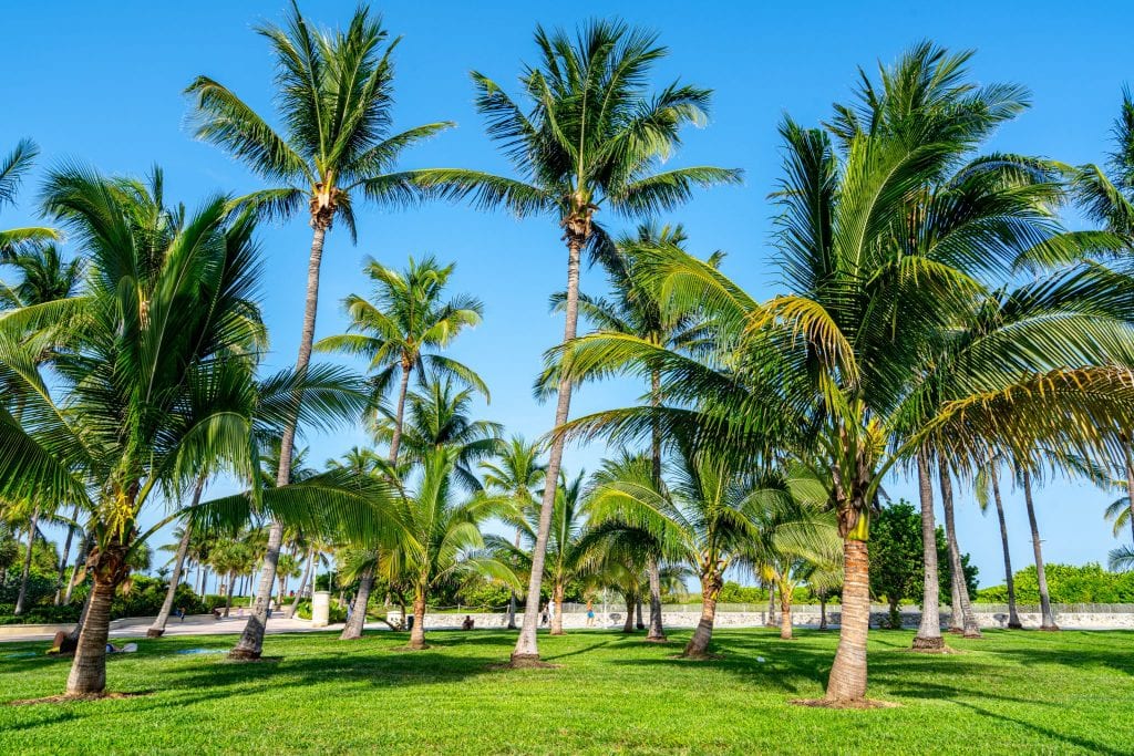 棕榈树生长在迈阿密海滩Lummus公园的绿色草地上。