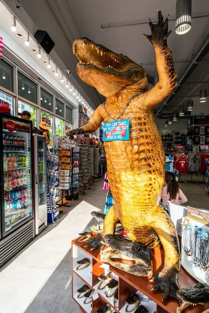 迈阿密海滩一家纪念品商店里的鳄鱼标本。