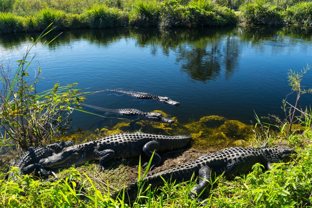 在沼泽地国家公园，一群短吻鳄在水里和附近