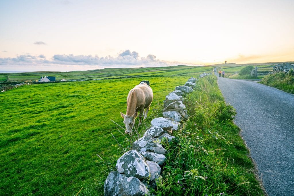 这条路通往莫赫悬崖上的母夜角。照片的左边有一头棕色的奶牛。