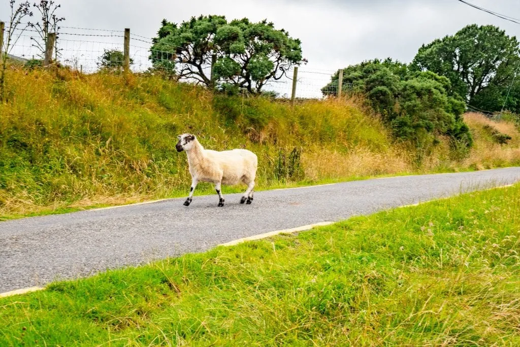 爱尔兰路上的一只羊——在你的爱尔兰自驾游中，请留意这只羊!