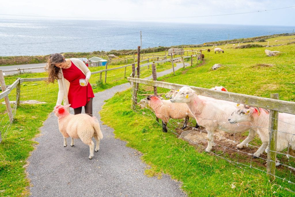 Kate Storm在Slea Head Drive喂羊——在爱尔兰的10天里，一定要在至少一个农场停下来!