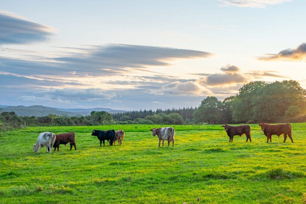奶牛站在绿色的田野上，身后是落日——当你去爱尔兰旅行时，计划看到很多类似的风景。