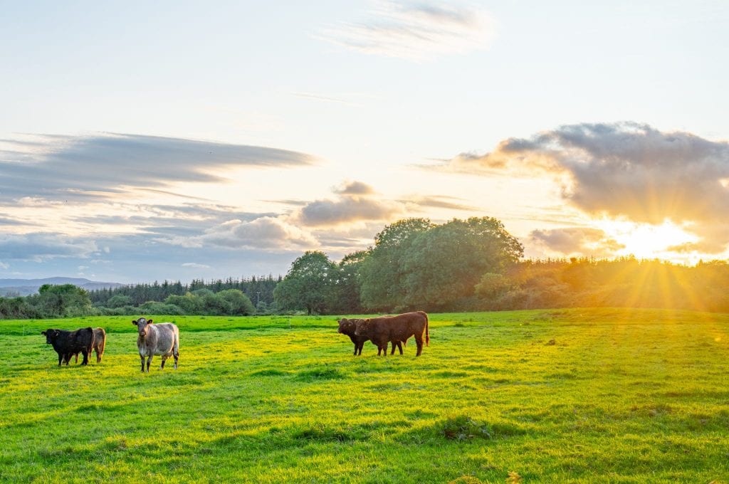 夏天日落时分的爱尔兰奶牛，是第一次去欧洲旅行的人的绝佳目的地必威体育官方登录