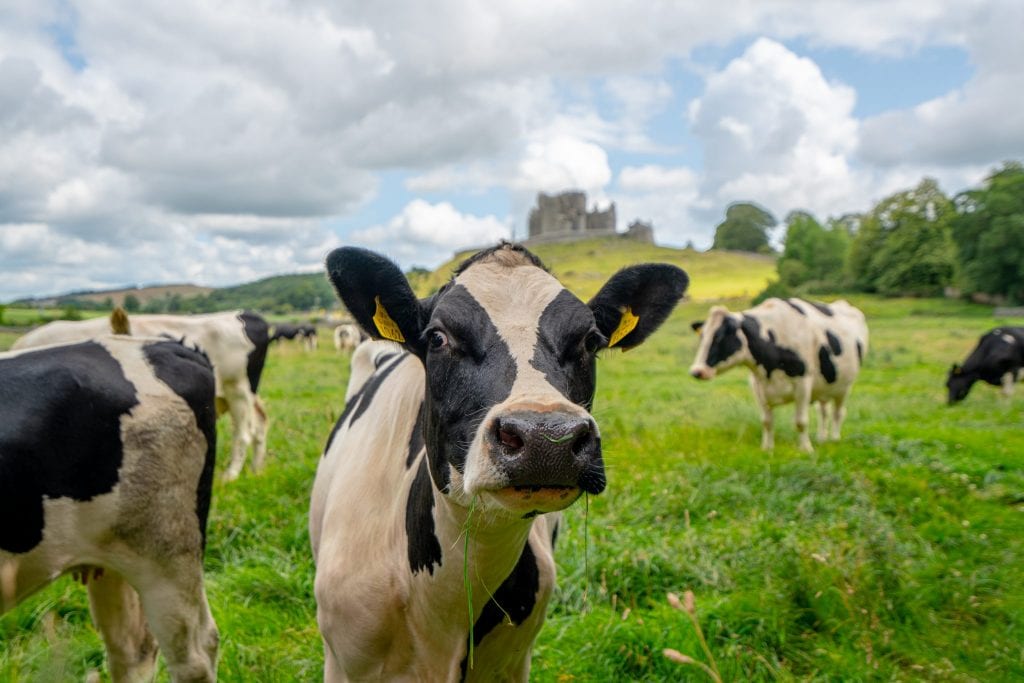 爱尔兰的一头牛，背景是卡舍尔岩石——这是爱尔兰自驾游中相当典型的场景!