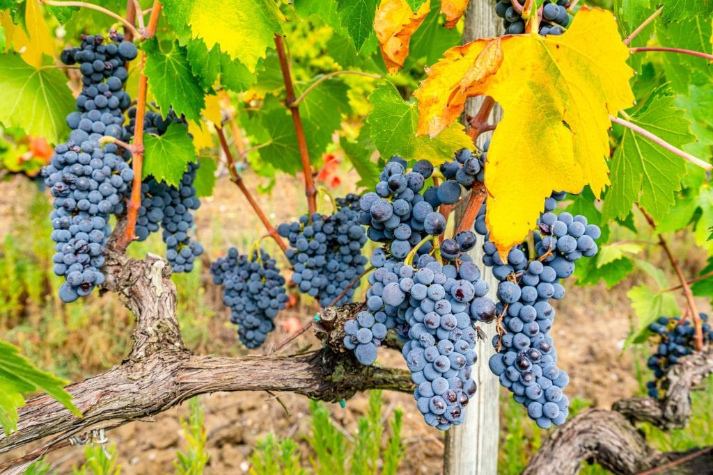 在托斯卡纳乡村，一簇簇的葡萄几乎准备好收割了——葡萄酒之旅很容易成为意大利佛罗伦萨最好的一日游之一!