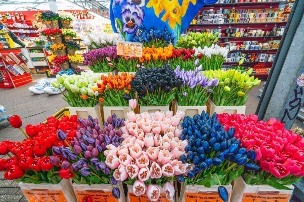 阿姆斯特丹，郁金香在水上花卉市场上展出
