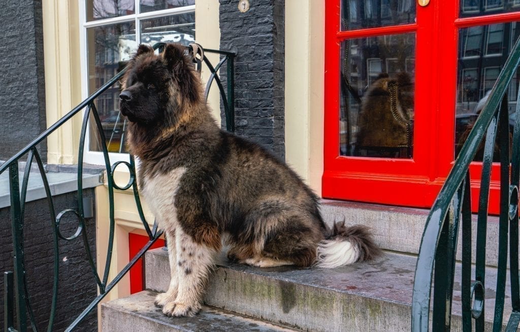 荷兰阿姆斯特丹，一只毛茸茸的大狗坐在红色前门前的门廊上