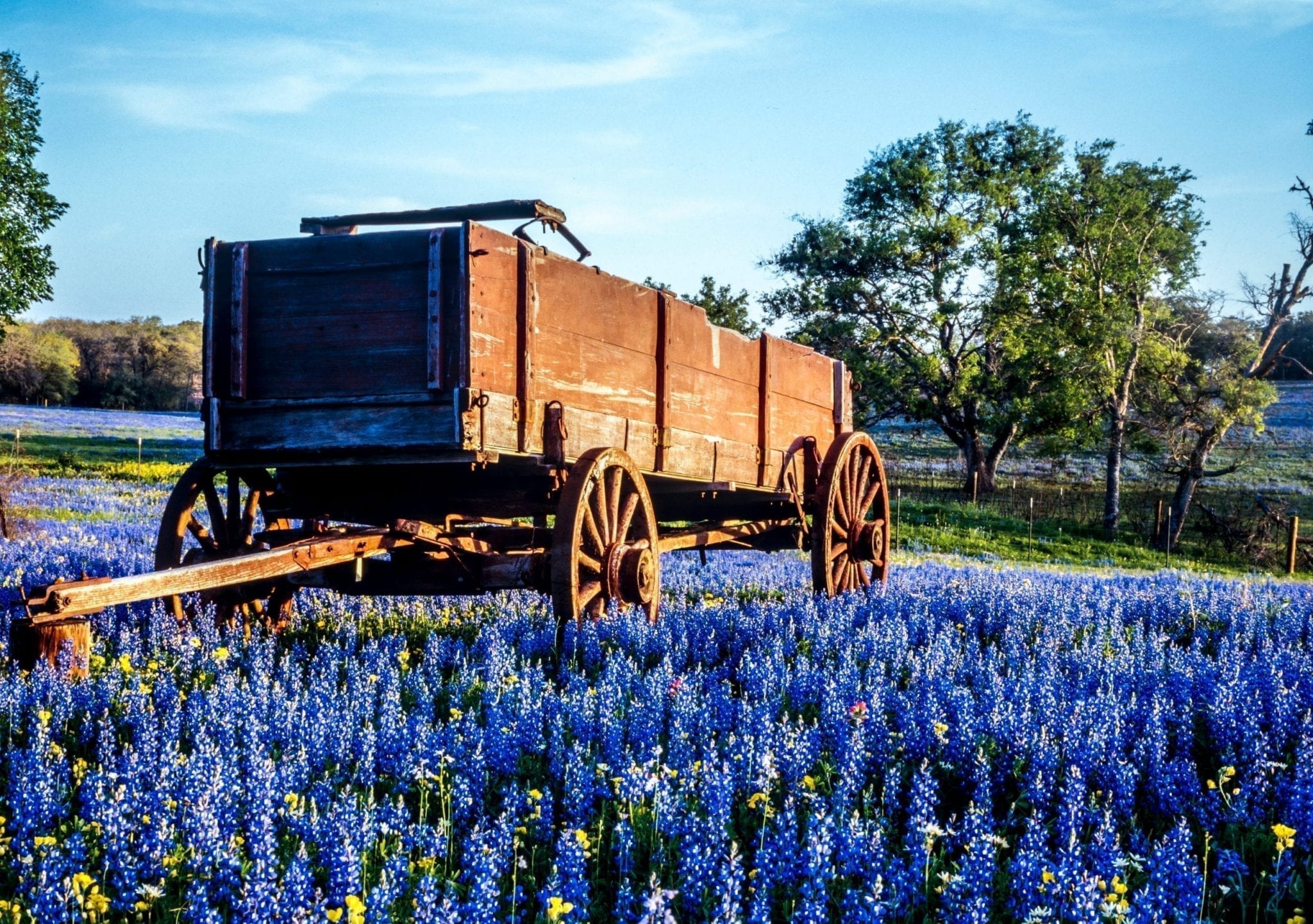 停在被矢车菊包围的德州田野里的木车。像这样美丽的乡村，靠近德克萨斯州许多最好的周末度假胜地!