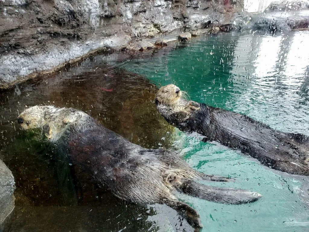 在西雅图水族馆放松的水獭，这是西雅图3天行程中的一个有趣的停留