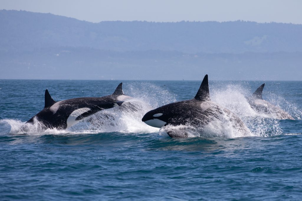 虎鲸跃出水面，这是在西雅图赏鲸之旅中看到的