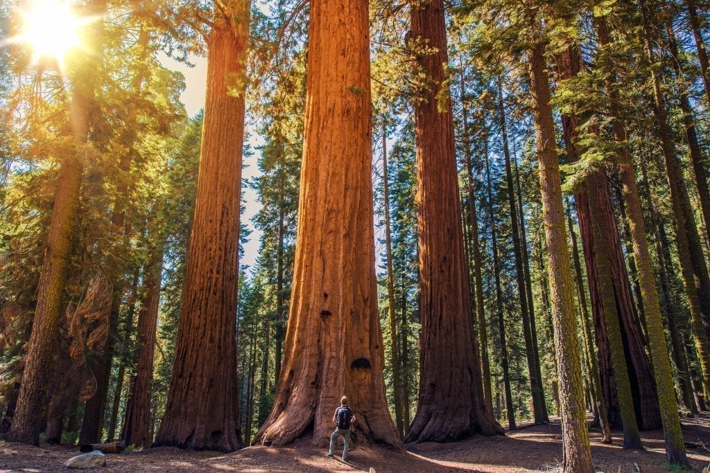 Man standing in front of enormous Redwood trees with a sunflare in the top left corner of the photo