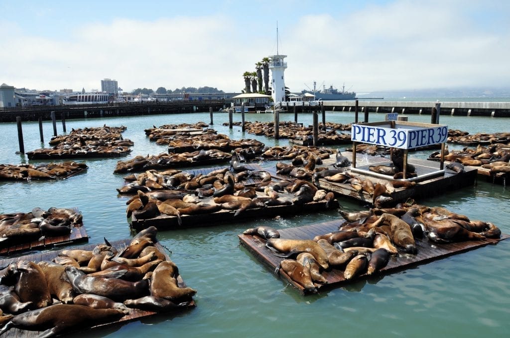 成群的海狮在39号码头，这是旧金山三天必看的景点