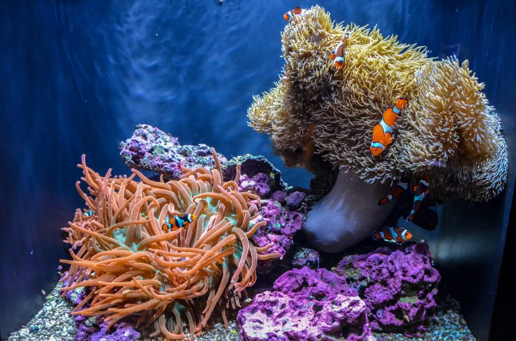 西雅图水族馆里色彩鲜艳的小丑鱼和珊瑚