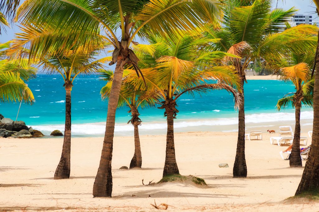 波多黎各沙滩上的棕榈树，背景是明亮的蓝色海水