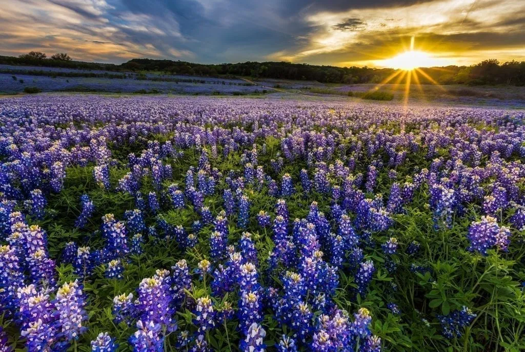 日落时分，德州恩尼斯附近的矢车菊田。在四月，埃尼斯是德克萨斯州最好的周末旅行之一