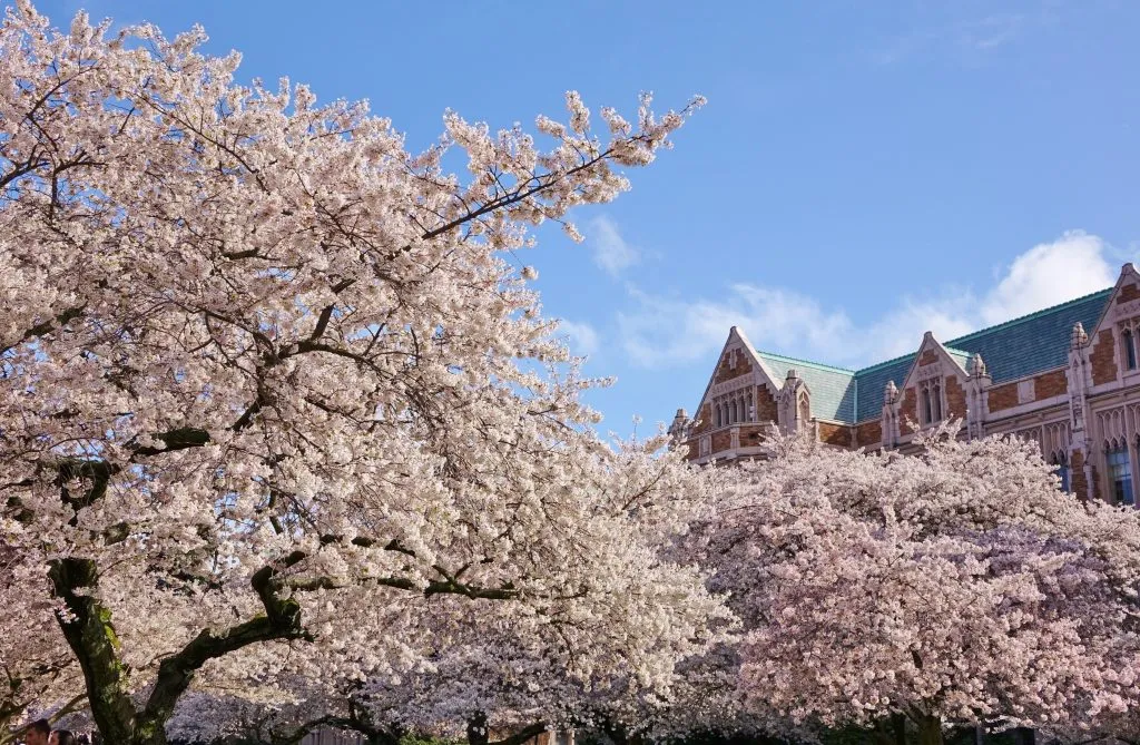 华盛顿大学校园里盛开的樱花