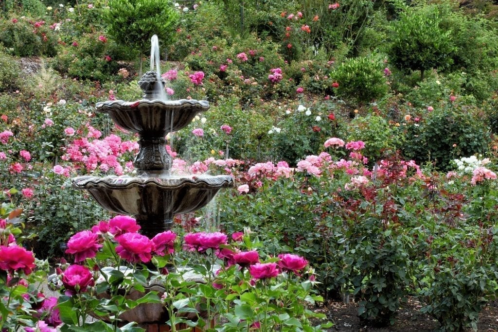 玫瑰花园的喷泉，是波特兰3天行程中绝佳的夏日补充