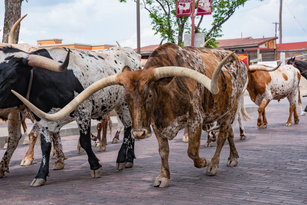 德克萨斯州沃斯堡牲畜场的长角牛