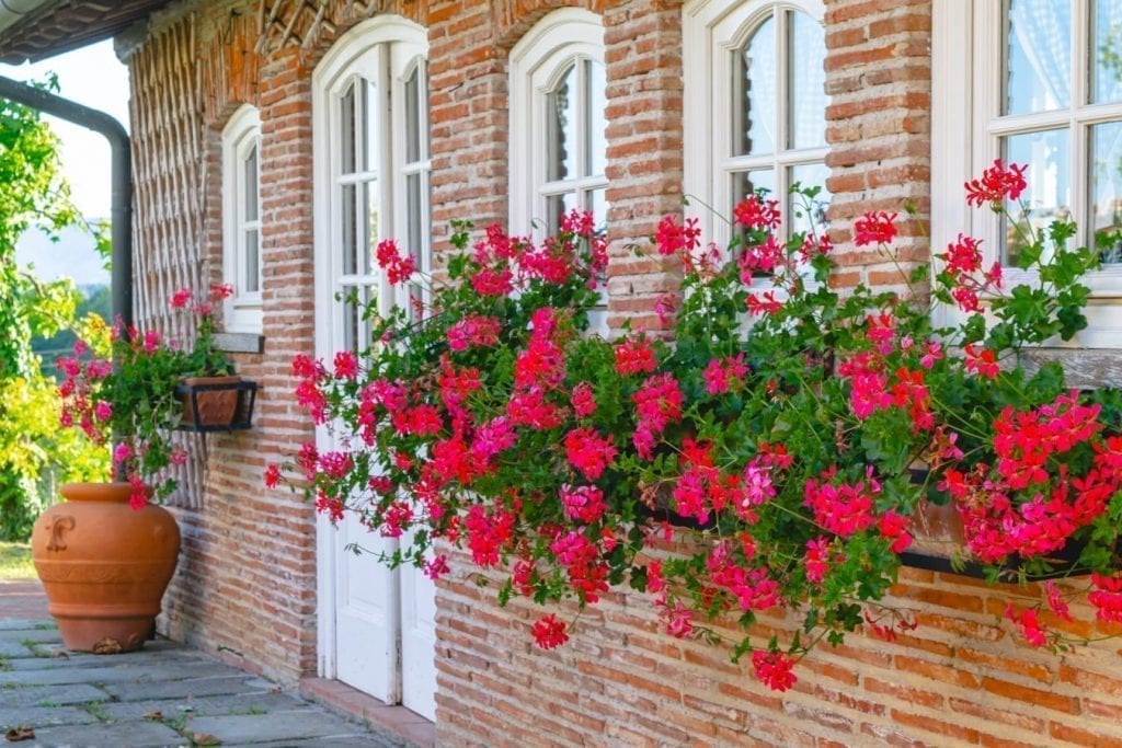 一个托斯卡纳别墅出租屋的夏季小屋外盛开的花朵的特写