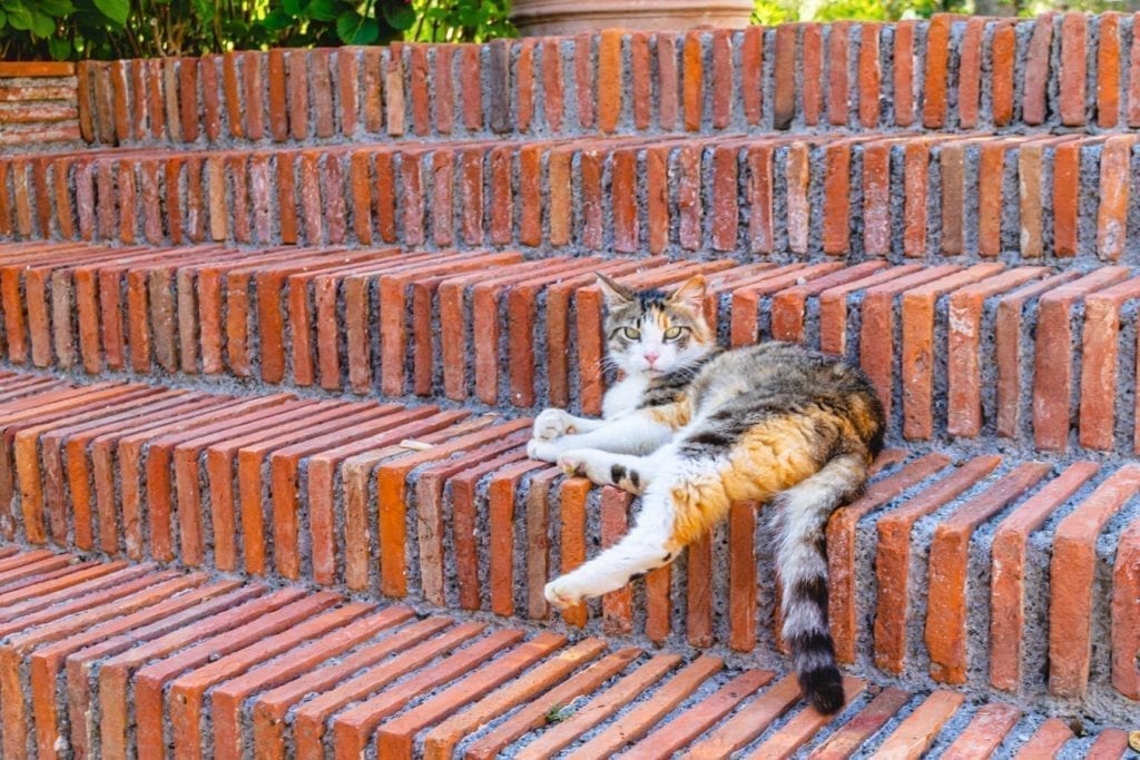 在砖台阶上闲逛的猫，在托斯卡纳租一间房子，你可能会得到一只猫