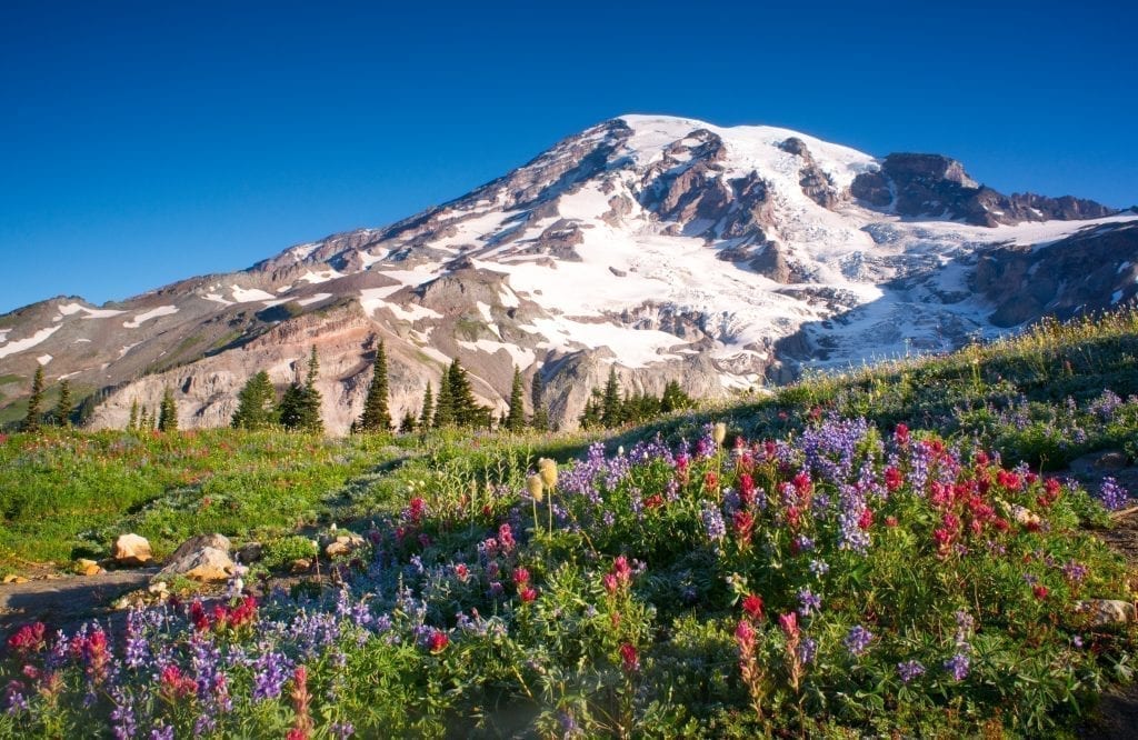 白雪皑皑的雷尼尔山，前景是野花盛开，是美国最美丽的地方之一