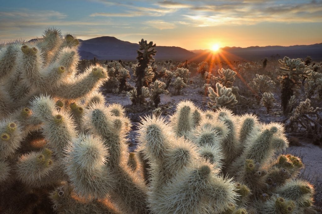 desert landscape at sunrise in joshua tree national park, an excellent part of several of the best west coast road trips usa