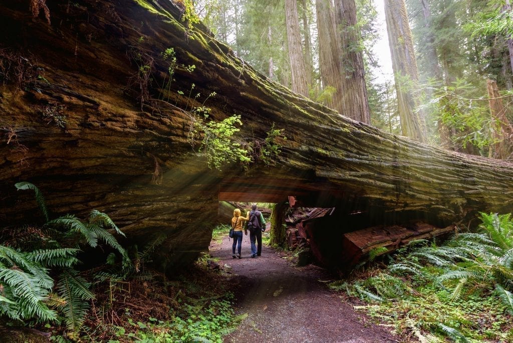 在美国加州，两个人走过一棵倒下的红杉树的门口