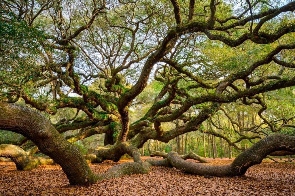 南卡罗莱纳州查尔斯顿附近的天使树，树枝伸向镜头的前景