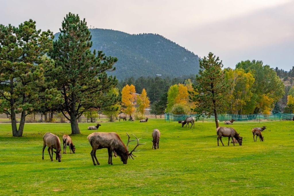 科罗拉多州埃斯特斯公园的一群麋鹿