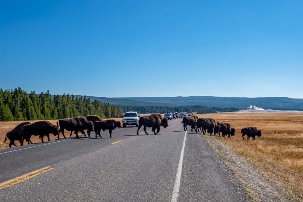 群bison crossing the road and causing a traffic jam in yellowstone national park, one of the best places to vacation usa