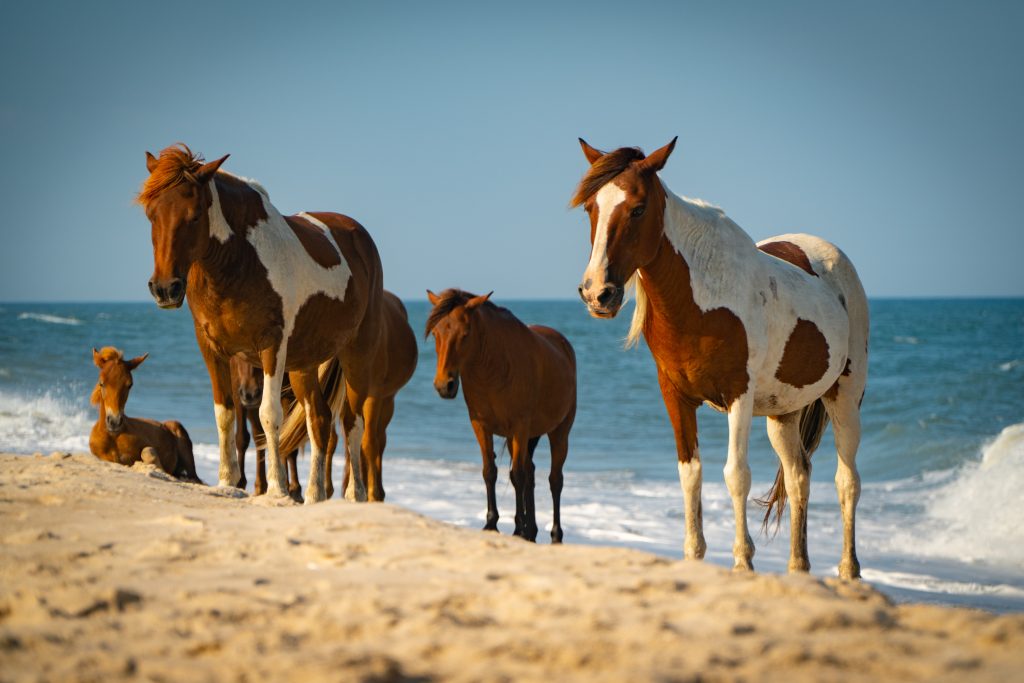 弗吉尼亚州Chincoteague海滩上的野马，这是美国最值得参观的小镇之一