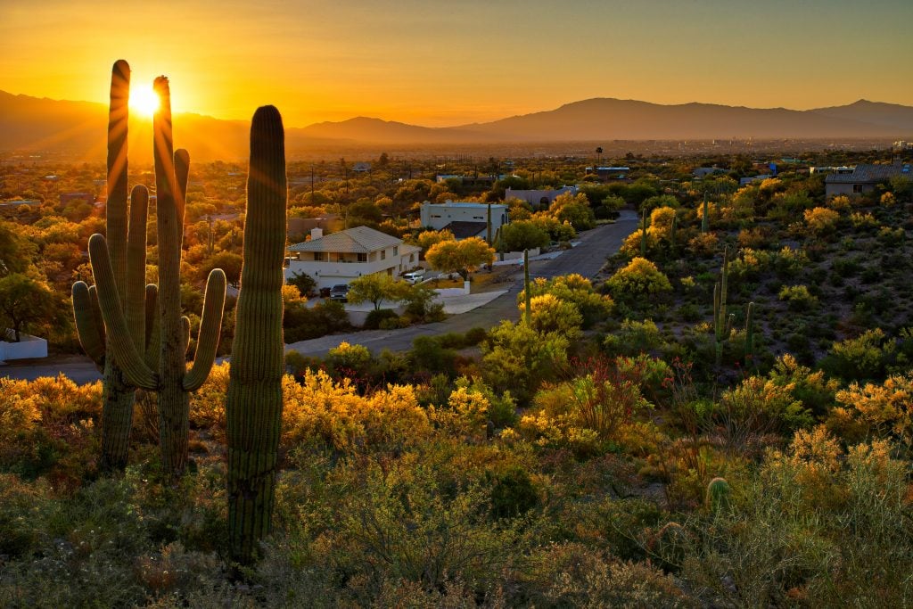 在亚利桑那州图森市的一个社区，日落时分的撒瓜罗仙人掌