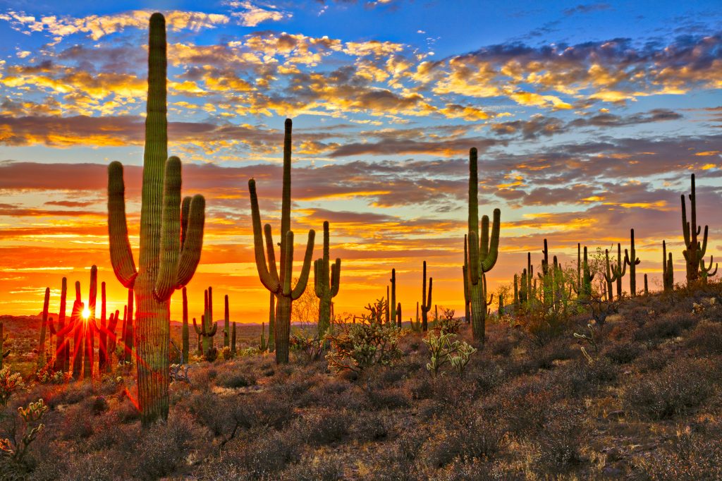 日落在索诺兰沙漠与仙人掌在前景附近的凤凰az，亚利桑那州最好的地方之一参观
